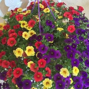 Meet your Posher, Bonnie